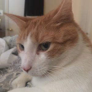 Meet your Posher, Santa